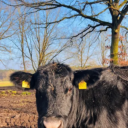 Lueneburger Heide Mit Therapiemoeglichkeit בית נופש *